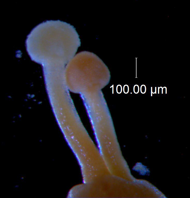 Cuscuta burrellii, styles and stigmas