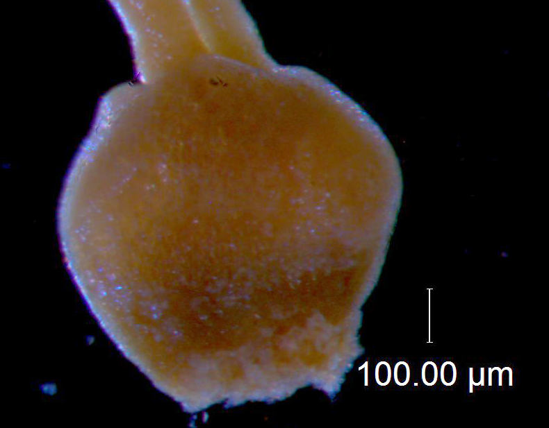 Cuscuta burrellii, ovary