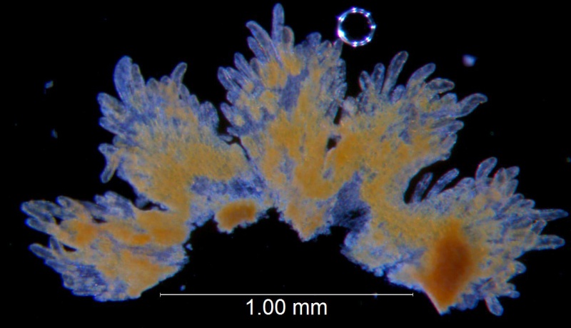Cuscuta burrellii, scales