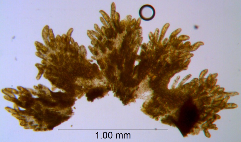 Cuscuta burrellii, scales