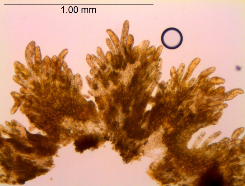 Cuscuta burrellii, scales