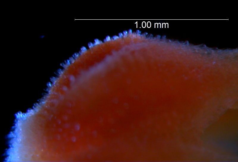 Cuscuta burrellii, calyx surface details