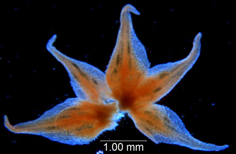 Cuscuta burrellii, calyx dissected