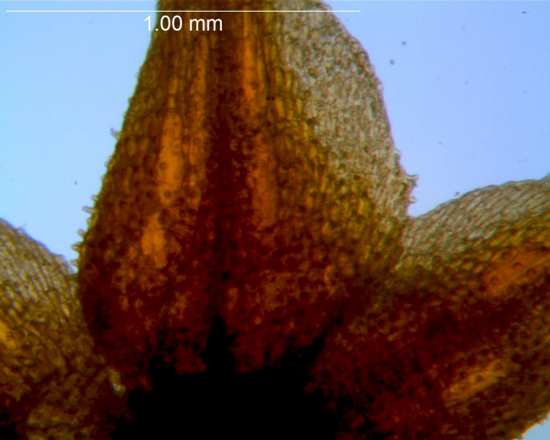 Cuscuta burrellii, calyx lobe details
