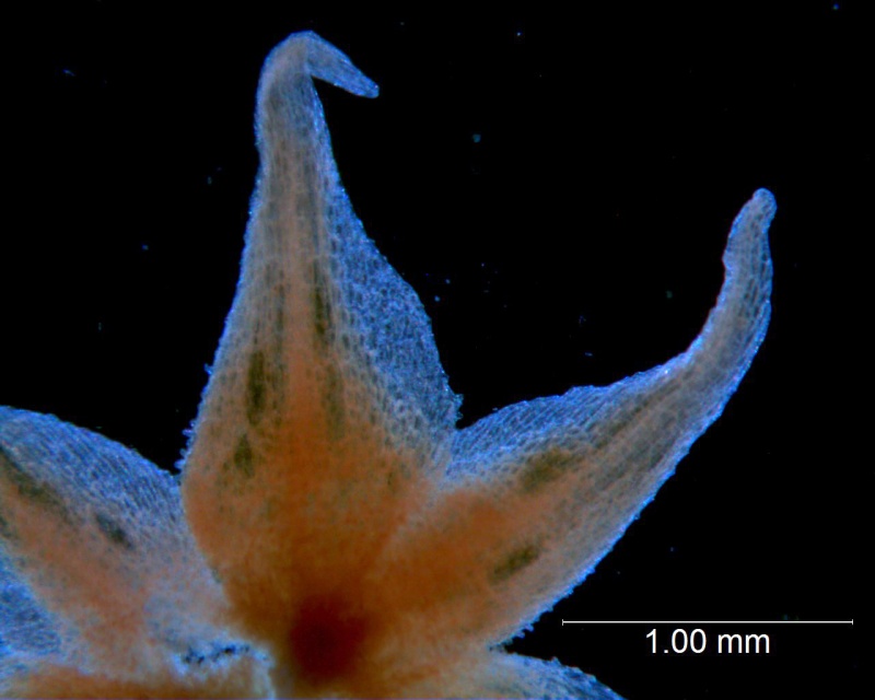 Cuscuta burrellii, calyx lobes details