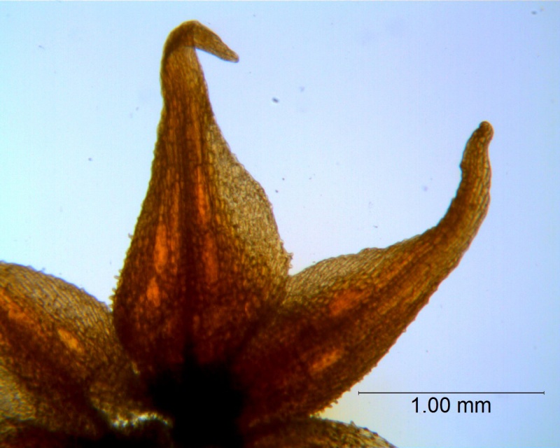 Cuscuta burrellii, calyx lobes details