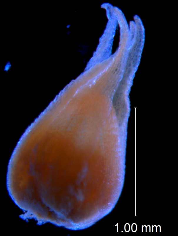 Cuscuta burrellii, corolla