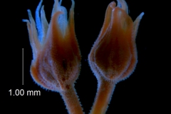 Cuscuta burrellii, inflorescence fragment
