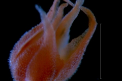 Cuscuta burrellii, calyx 3D