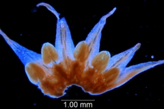 Cuscuta burrellii, corolla dissected