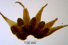 Cuscuta burrellii, corolla dissected