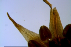 Cuscuta burrellii, corolla lobes detail