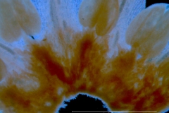 Cuscuta burrellii, corolla and scales