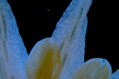 Cuscuta burrellii, corolla lobes detail