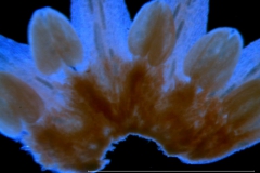 Cuscuta burrellii, corolla and scales
