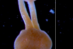 Cuscuta burrellii, gynoecium