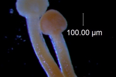 Cuscuta burrellii, styles and stigmas