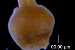 Cuscuta burrellii, ovary