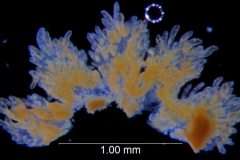 Cuscuta burrellii, scales