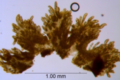Cuscuta burrellii, scales