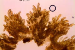 Cuscuta burrellii, scales