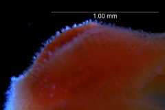 Cuscuta burrellii, calyx surface details
