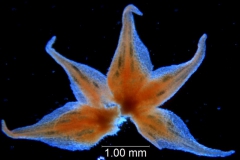 Cuscuta burrellii, calyx dissected