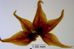 Cuscuta burrellii, calyx dissected