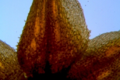 Cuscuta burrellii, calyx lobe details