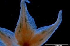 Cuscuta burrellii, calyx lobes details