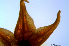 Cuscuta burrellii, calyx lobes details