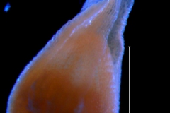 Cuscuta burrellii, corolla