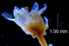 Cuscuta werdermannii, flower