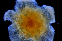 Cuscuta werdermannii, calyx 3D