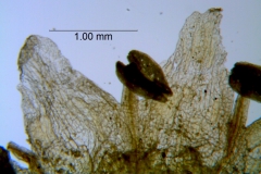 Cuscuta werdermannii, corolla lobes detail