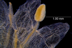 Cuscuta werdermannii, corolla lobes detail