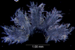 Cuscuta werdermannii, scales