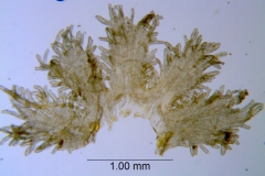 Cuscuta werdermannii, scales