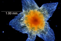 Cuscuta werdermannii, calyx dissected