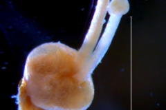 Cuscuta werdermannii,  gynoecium