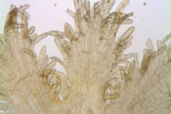 Cuscuta werdermannii, scales