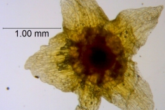 Cuscuta werdermannii, calyx dissected
