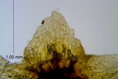Cuscuta werdermannii, calyx lobe detail