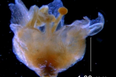 Cuscuta werdermannii, corolla 3D
