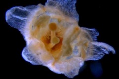 Cuscuta werdermannii, corolla 3D