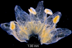 Cuscuta werdermannii, corolla dissected
