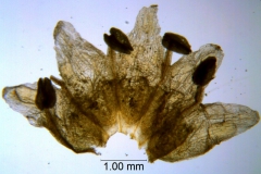 Cuscuta werdermannii, corolla dissected