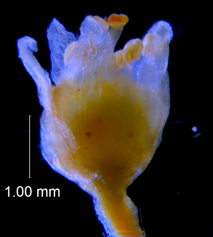 Cuscuta pauciflora, flower
