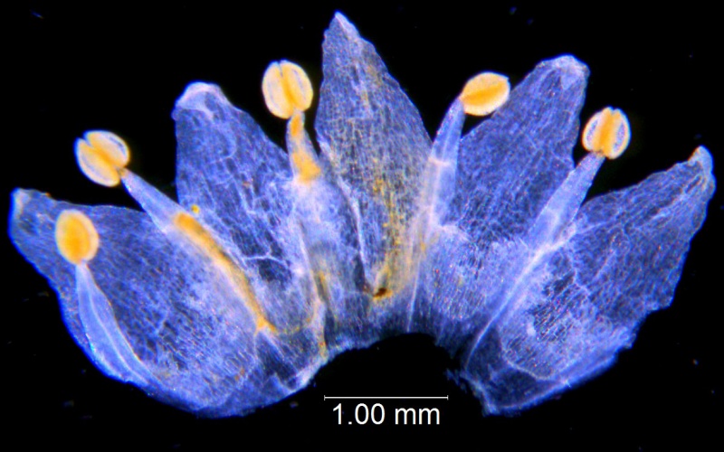 Cuscuta pauciflora, corolla dissected