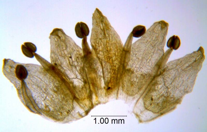 Cuscuta pauciflora, corolla dissected